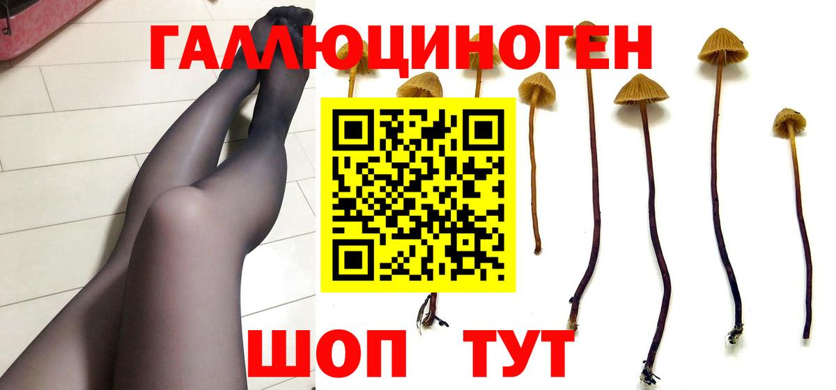 Псилоцибиновые грибы Psilocybe  Вход с VPN  Искитим 